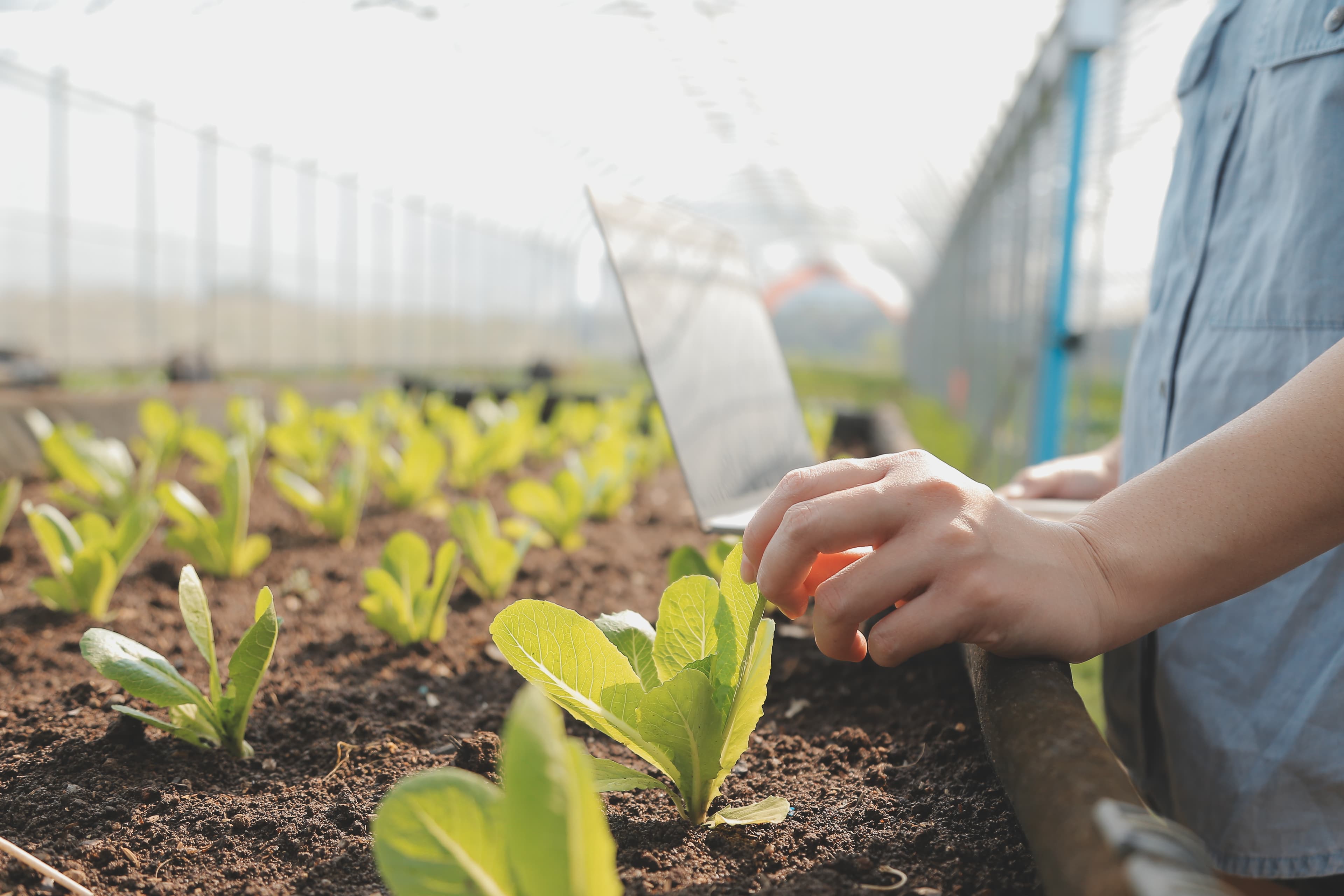 스마트팜 생산성 최적화